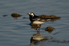 David Plant Photography - Wildlife Photography - Pied wagtail - B